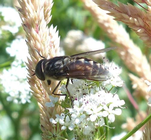 Tabanus autumnalis